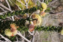 Leucospermum truncatulum