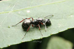 Myrmhopla