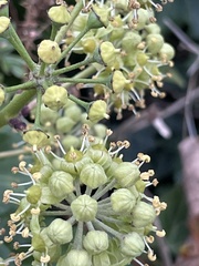 Hedera helix