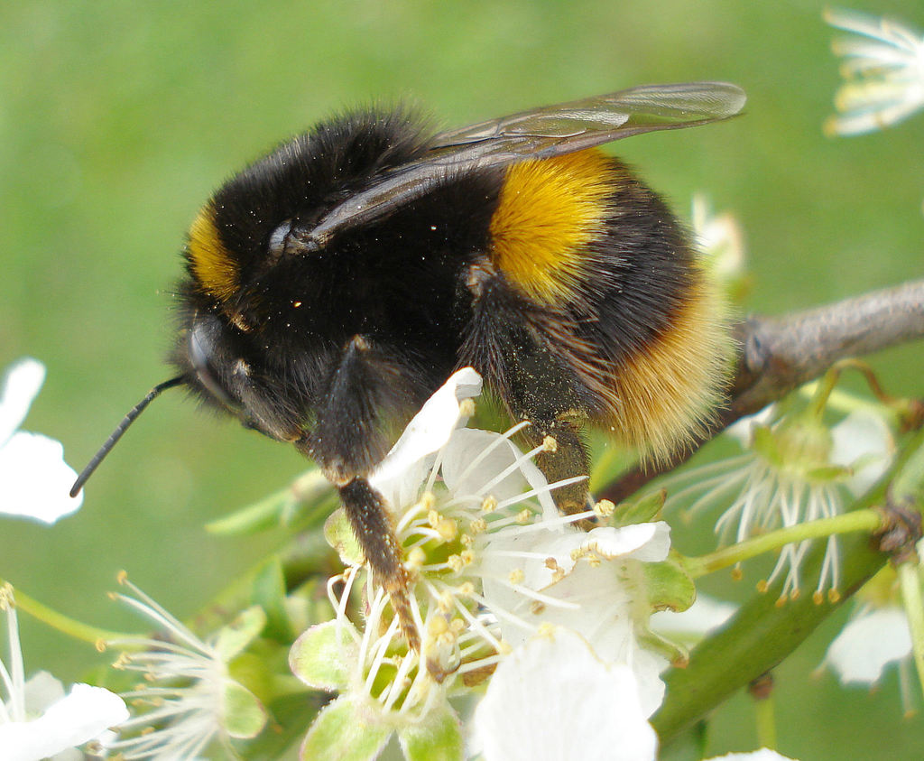 Bombus terrestris (Biodiversità nel Parco Nord Milano ) · iNaturalist