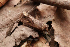 Cryptaspasma
