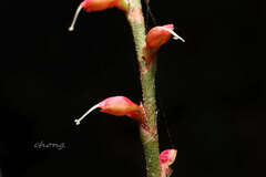 Persicaria filiformis