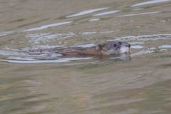 Ondatra zibethicus ripensis