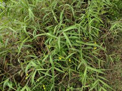 Melinis minutiflora