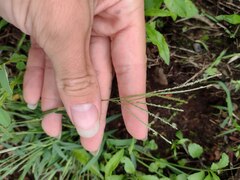 Digitaria violascens