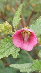 Anisodontea scabrosa