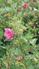 Anisodontea scabrosa