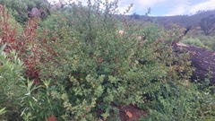 Anisodontea scabrosa