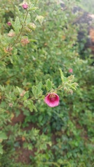 Anisodontea scabrosa