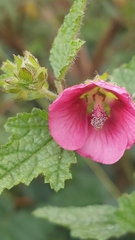Anisodontea scabrosa