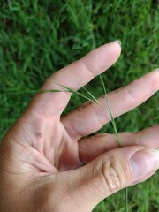 Microlaena stipoides