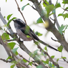 Aegithalos caudatus