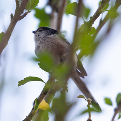 Aegithalos caudatus