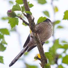 Aegithalos caudatus