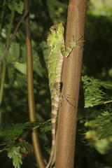 Gonocephalus kuhlii