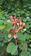 Bauhinia galpinii