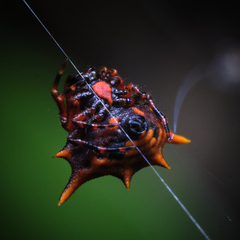 Macracantha
