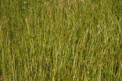 Bothriochloa pertusa