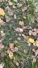 Potentilla fragarioides