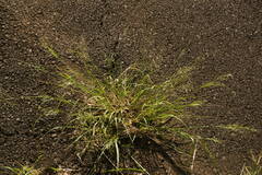 Eragrostis tenuifolia
