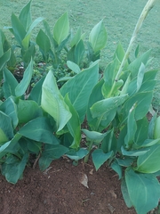 Canna × generalis