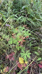 Geranium pseudosibiricum