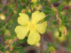 Hibbertia