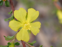 Hibbertia