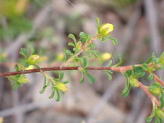 Hibbertia