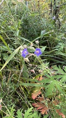 Geranium pseudosibiricum