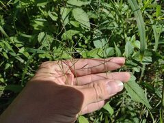 Digitaria velutina