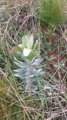 Leucadendron argenteum