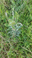 Leucadendron argenteum