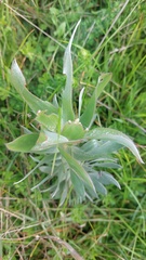 Leucadendron argenteum