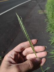 Digitaria velutina
