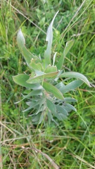 Leucadendron argenteum