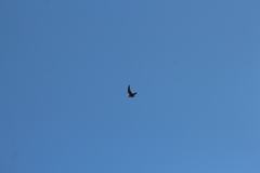 Falco longipennis