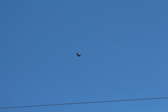 Falco longipennis