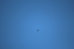 Falco longipennis