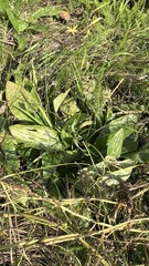 Plantago media