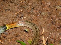 Rhabdophis subminiatus