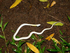 Rhabdophis subminiatus