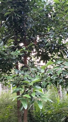 Cinnamomum