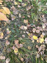 Potentilla fragarioides