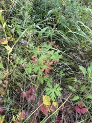 Geranium pseudosibiricum