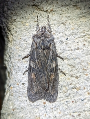 Lithophane laticinerea