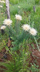 Phylica pubescens