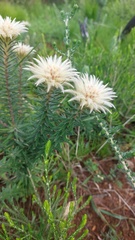 Phylica pubescens