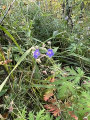 Geranium pseudosibiricum