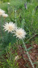 Phylica pubescens